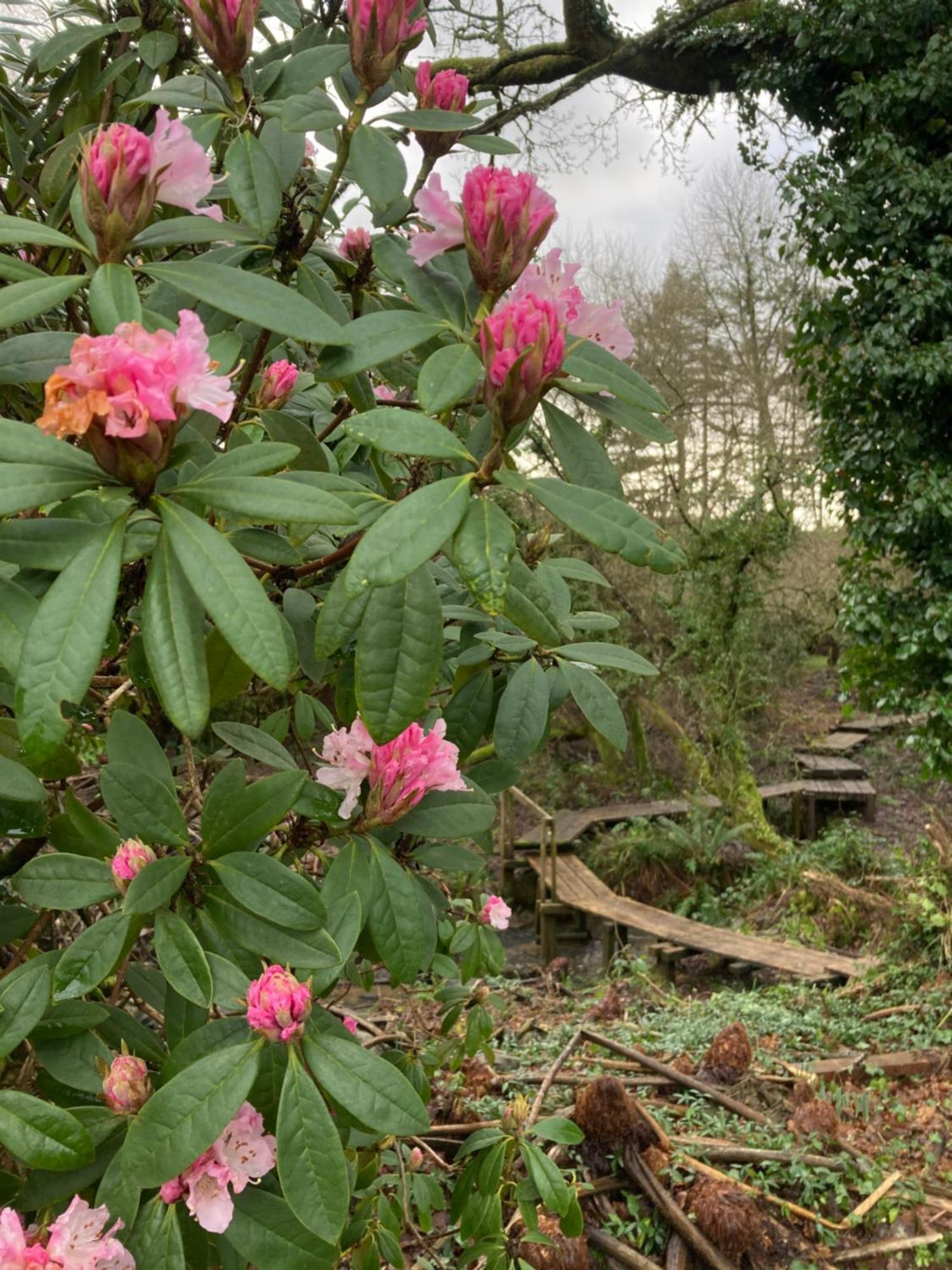 Hollyhocks Holiday Home- 2 Bedroomed Ground Floor Apartment Sleeps 5 Ivybridge Exterior foto